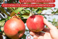 autocueillette pommes laurentides