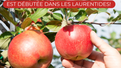 autocueillette pommes laurentides