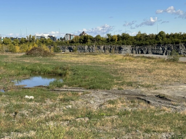 La moindre étendue d’eau est propice à faire éclore un milieu de vie, même dans un milieu dégradé comme celui du Carré Laval présentement.