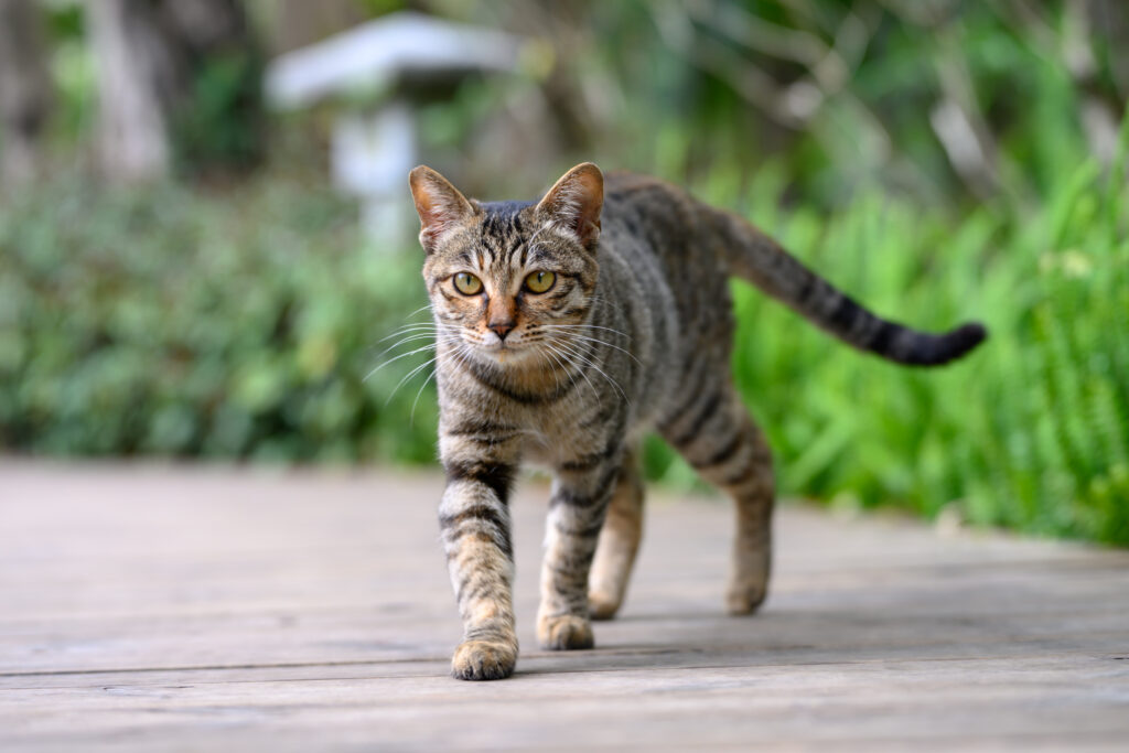 Un chat Source Ville de Laval Istock Média Laval