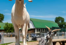White goat standing on a wooden picnic table, facing the camera, with a gray goat nearby under a bright blue sky.