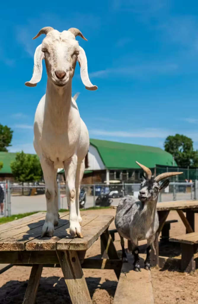 Fermeture fermette centre de la nature fin du dossier Média Laval White goat standing on a wooden picnic table, facing the camera, with a gray goat nearby under a bright blue sky.