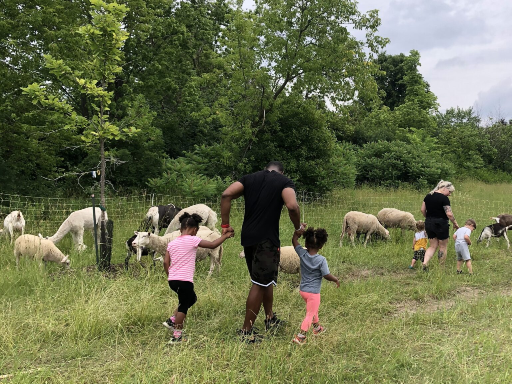 image Média Laval Man in a black shirt walks with two kids holding their hands through a grassy field beside a fenced flock of sheep.