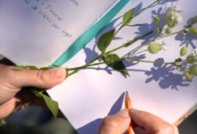 Hands hold a small flowering sprig with white blossoms and green buds over a notebook; an orange pencil is nearby, suggesting a plant study or illustration.