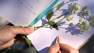 Hands hold a small flowering sprig with white blossoms and green buds over a notebook; an orange pencil is nearby, suggesting a plant study or illustration.