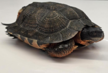 A small dark turtle with a patterned, domed shell resting on a white surface.