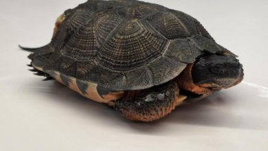 A small dark turtle with a patterned, domed shell resting on a white surface.
