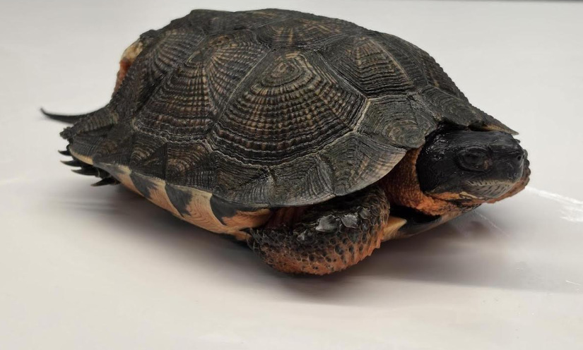 A small dark turtle with a patterned, domed shell resting on a white surface.