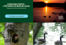 Collage promoting a Laval urban forest photo contest: left green panel with title and a blue 'Participez maintenant!' button; right panels show sunset over a lake, a bird in a tree hole, and two swans on water.