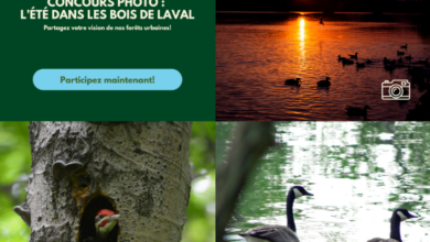 Collage promoting a Laval urban forest photo contest: left green panel with title and a blue 'Participez maintenant!' button; right panels show sunset over a lake, a bird in a tree hole, and two swans on water.