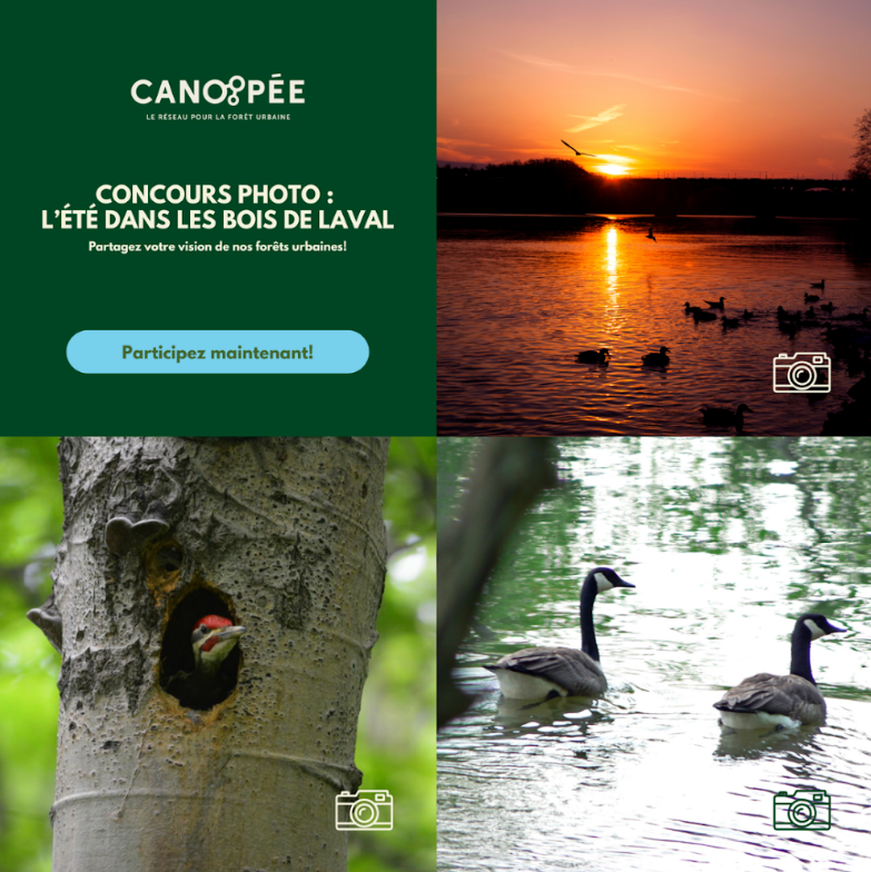 Collage promoting a Laval urban forest photo contest: left green panel with title and a blue 'Participez maintenant!' button; right panels show sunset over a lake, a bird in a tree hole, and two swans on water.